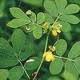 Cassia Tora / Juemingzi Extract