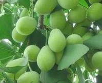 Ginkgo biloba P.E.