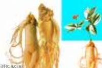 ginseng extract