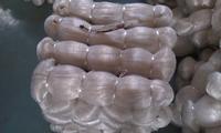 fishingnets