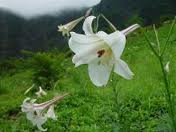 Lily extract