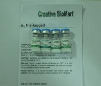 Mouse Anti-Human MARCH3 Monoclonal Antibody