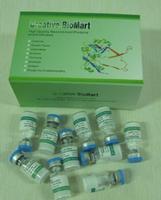 Rabbit Anti March4 Polyclonal Antibody