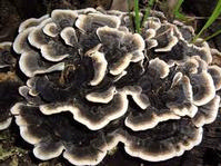 Polystictus Extract
