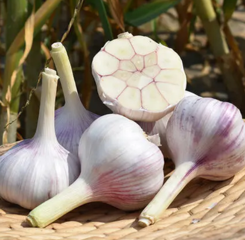 2022 New Crop Fresh Jinxiang Garlic