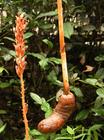 gastrodia extract