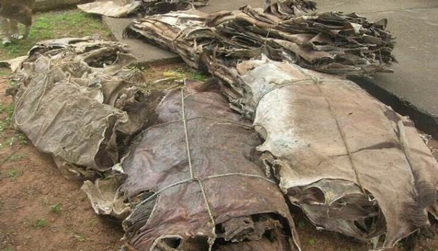 DRY SALTED DONKEY HIDE