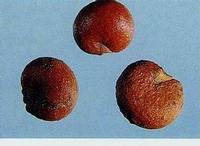 Schizandra Extract,Schisandra Chinensis Extract, Schisandra Chinensis P.E.