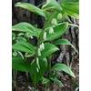 Solomon's seal extract