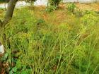  sweet fennel extract