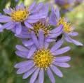  Tatarian aster extract