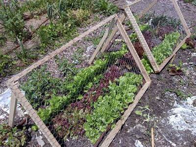 Chicken Wire Mesh Used in Garden as Fence, Raised Bed, Trellis