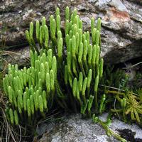 alpine clubmoss extract