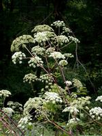 angelica extract