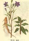balloon flower extract