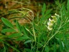 Bitter Sophora Root Extract