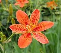 blackberry lily extract 