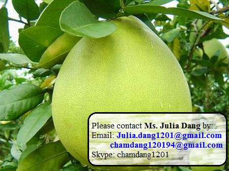 Vietnamese Grapefruit