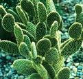 cactus extract
