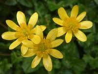 celandine extract
