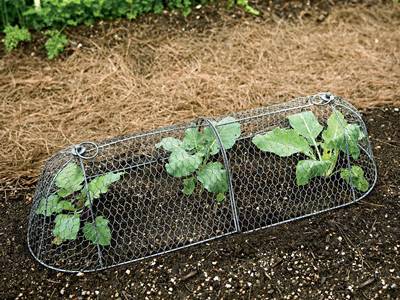 Chicken Wire Mesh Used In Garden