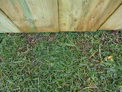Chicken Wire Mesh Used In Garden