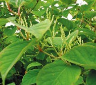 Resveratrol