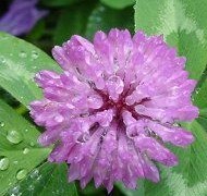 Red Clover Extract