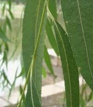 White Willow Bark P.E.