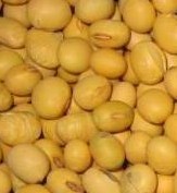 Soybean Extract