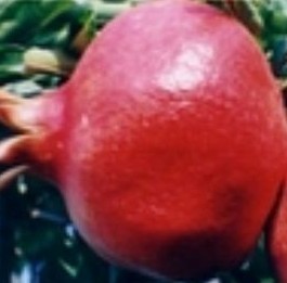 Pomegranate Hull P.E.