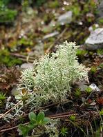 cladonia extract