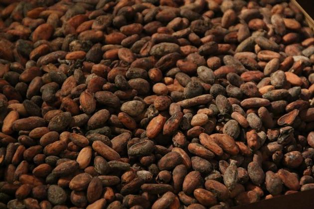 Cocoa beans