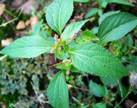 copperleaf extract