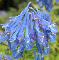 corydalis extract