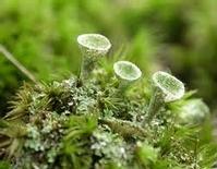 cup lichen extract