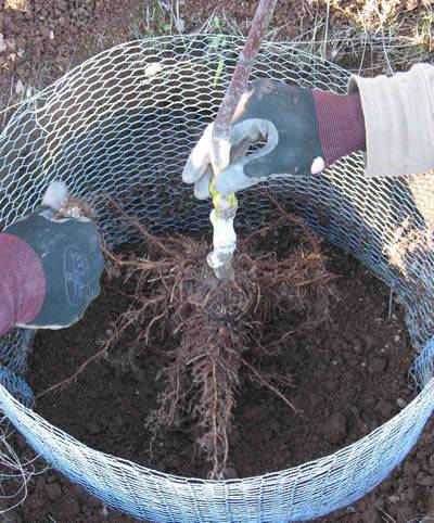 Gopher Control Wire Mesh Protects Lawn and Individual Plant