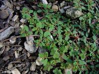 Euphorbia humifusa