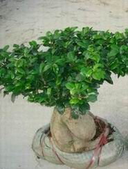ficus ginseng_bare_roots(YP-01)