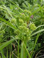 flatsedge extract