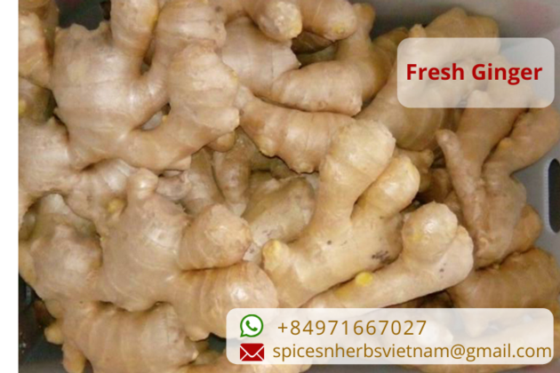 Vietnam Ginger Export Products