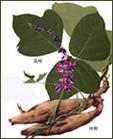 Pueraria Extract Powder