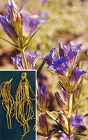 gentian extract 