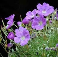 geranium extract 