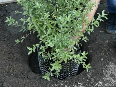 Gopher Control Wire Mesh Protects Lawn