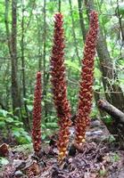 groundcone extract