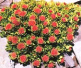 Rhodiola Rosea Extract Powder