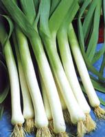  Leek Seed Extract 