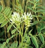 licorice extract 
