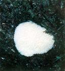 monkey-head mushroom extract 